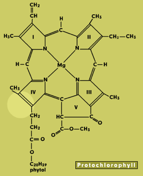 chlorophyll structure