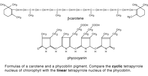 bcarotene.gif