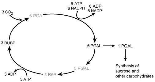 calvincycle1.gif