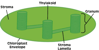chloroplast.gif