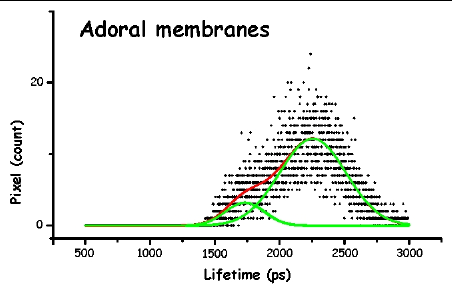 Figure 13b