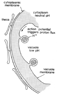 Figure 22