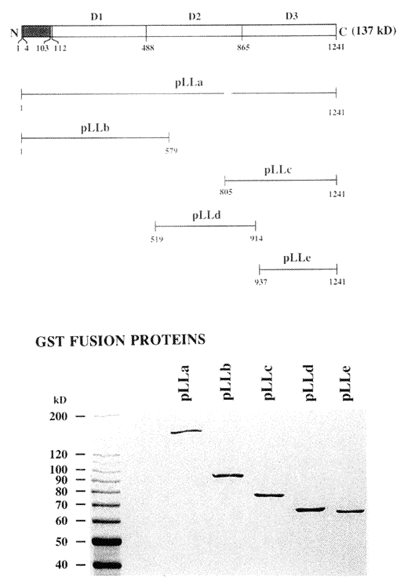 Figure 24