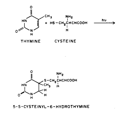 Thymine-Cysteine Adduct