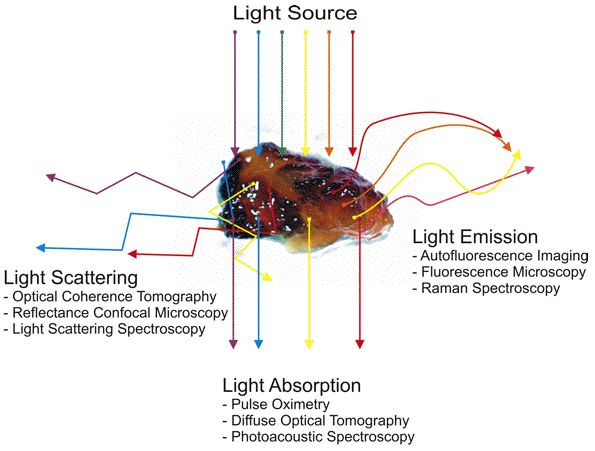 clotting pathway diagram. Schematic diagram of how