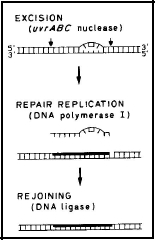 excisionrepair2