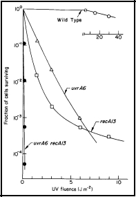 uvrArecA survival curves